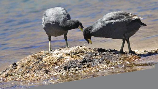 Coots Animal Encyclopedia animal