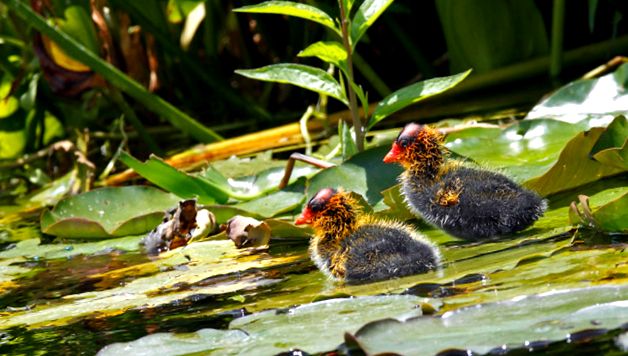 Coots Animal Encyclopedia animal
