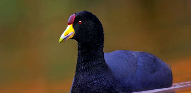 Coots Animal Encyclopedia enciclopedie