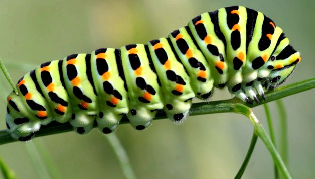 Machaon Animal Encyclopedia animal