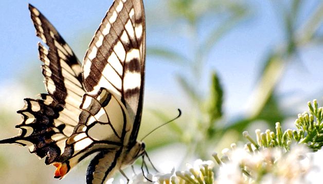 Machaon Animal Encyclopedia animal