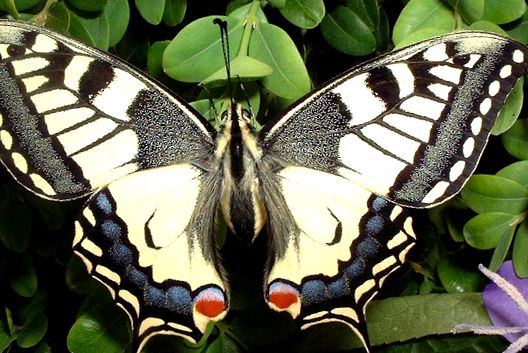 Machaon Animal Encyclopedia apollo diverse