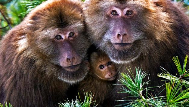 Enciclopedia animalelor Maimuțelor speciile includ