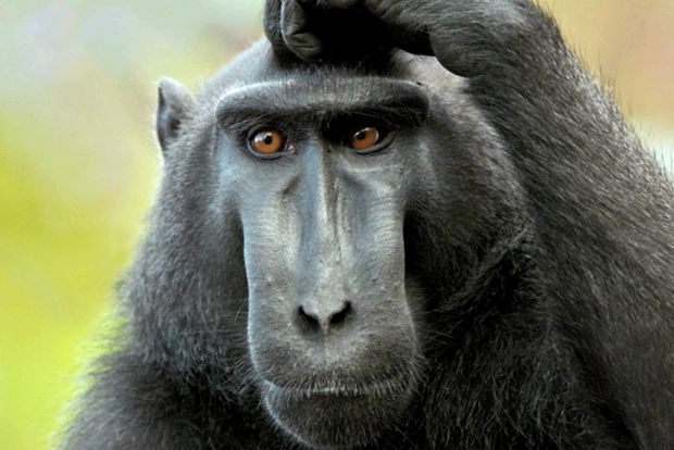 Enciclopedia animalelor Maimuțelor specii de maimuțe