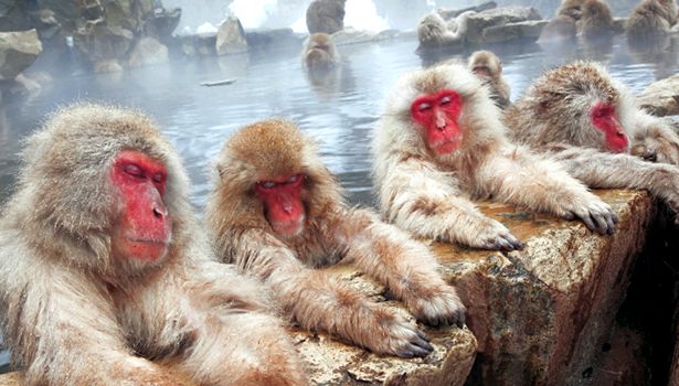 Enciclopedia animalelor Maimuțelor speciile includ