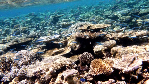 Maldive - un paradis care dispare Insulă