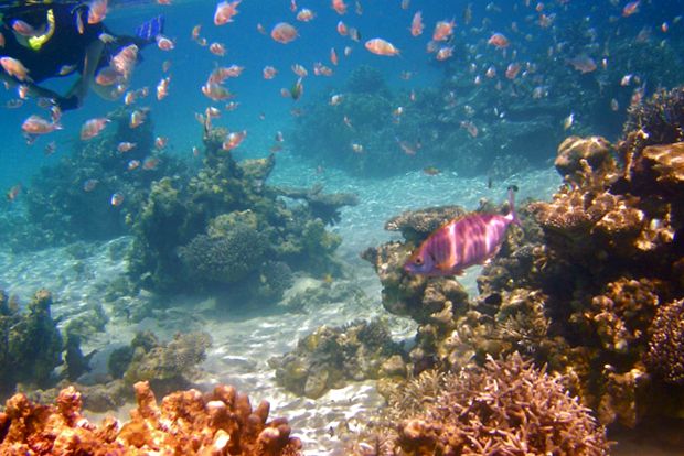 Maldive - un paradis care dispare maldivian