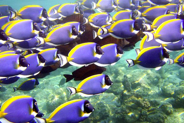 Maldive - un paradis care dispare Maldive
