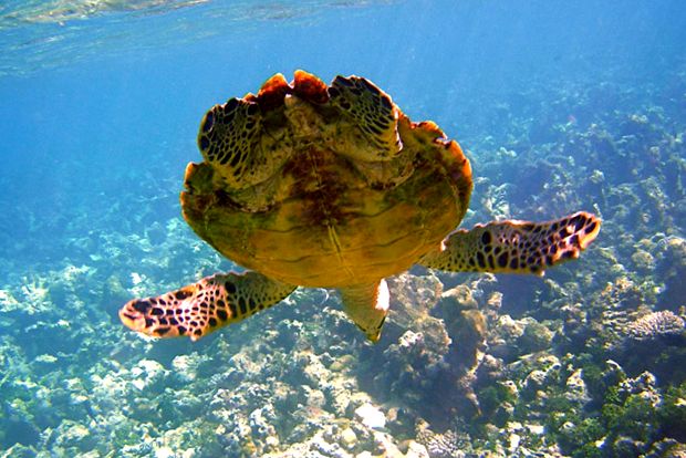 Maldive - un paradis care dispare Insulă