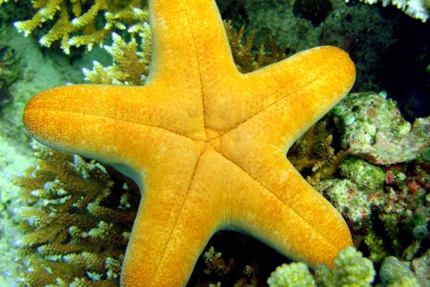 Maldive - un paradis care dispare Maldive