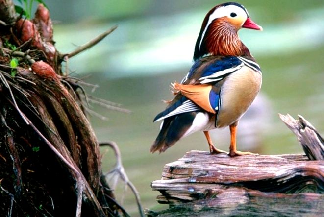 Enciclopedia animalelor de rață mandarină enciclopedie