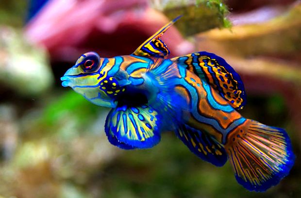 Pește mandarin mare mandarină