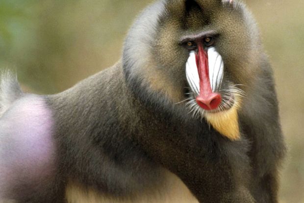 Mandrill este cea mai colorată maimuță colorat