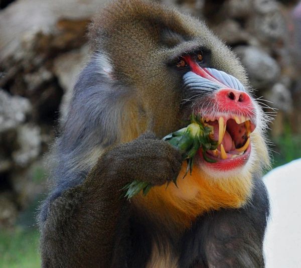 Mandrill este cea mai colorată maimuță cel mai