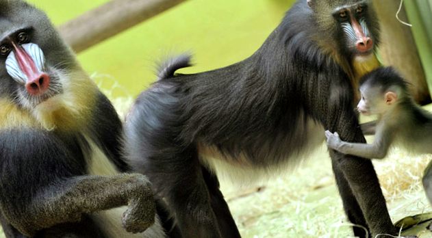 Mandrill este cea mai colorată maimuță aceste maimuțe