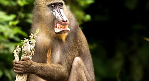 Mandrill este cea mai colorată maimuță barbă masculină