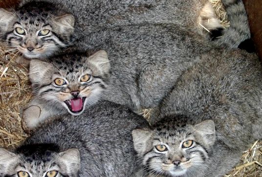 Pisica lui Pallas este cea mai carismatică pisică sălbatică manul