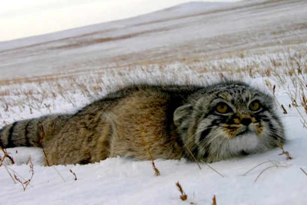 Pisica lui Pallas este cea mai carismatică pisică sălbatică manul