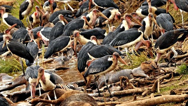 Rezervația de joc Masai Mara rezervă