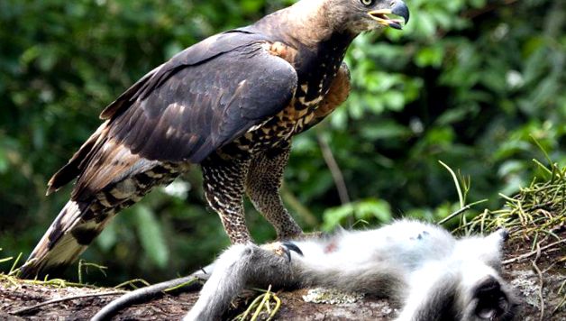 Enciclopedia animalelor Maimuțelor animal