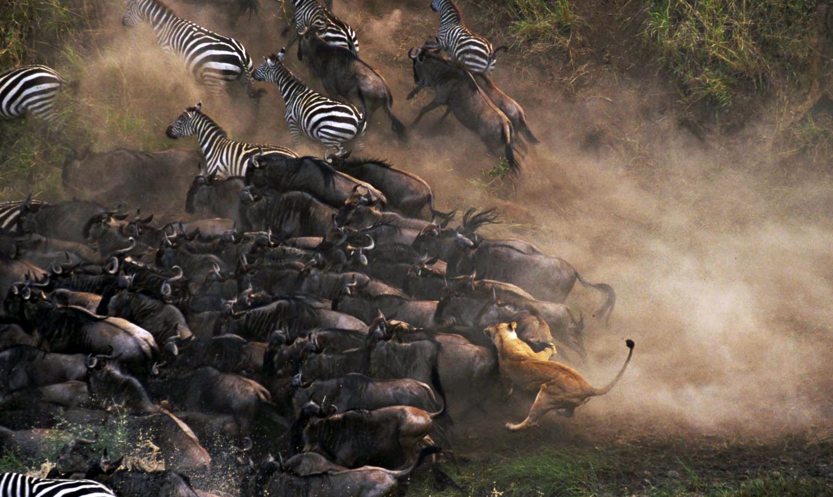 Rezervația de joc Masai Mara Râul Mara