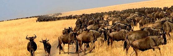 Rezervația de joc Masai Mara mara