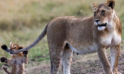Rezervația de joc Masai Mara maasai