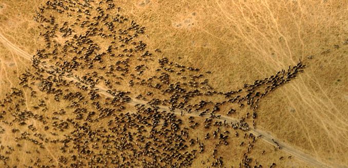Rezervația de joc Masai Mara Masai Mara