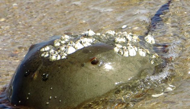 Racii potcoave trăiesc fosile hemolimfa crabi de potcoavă