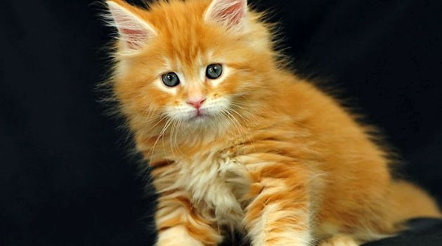 Maine Coon este cea mai mare pisică din lume Mai Mult