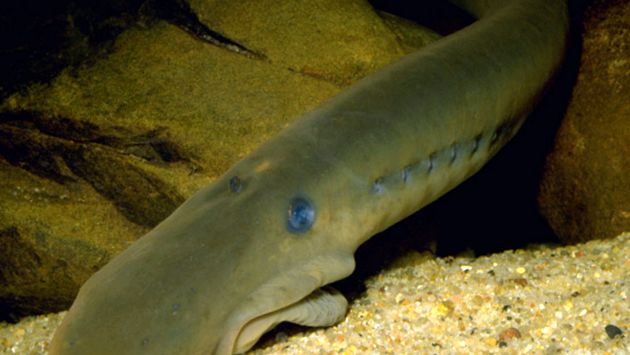 Enciclopedia animalelor cu lamprea lamprea