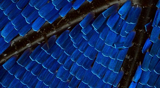Enciclopedia Morpho Animal morfo albastru