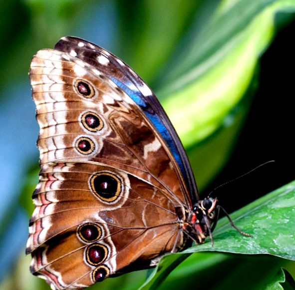 Enciclopedia Morpho Animal suprafața superioară