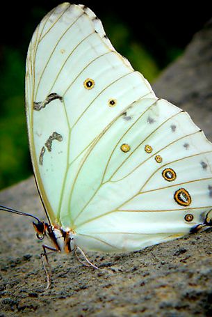 Enciclopedia Morpho Animal morfo