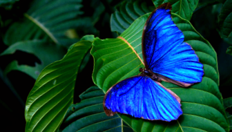 Enciclopedia Morpho Animal morfo albastru