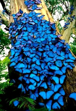 Enciclopedia Morpho Animal morfo albastru
