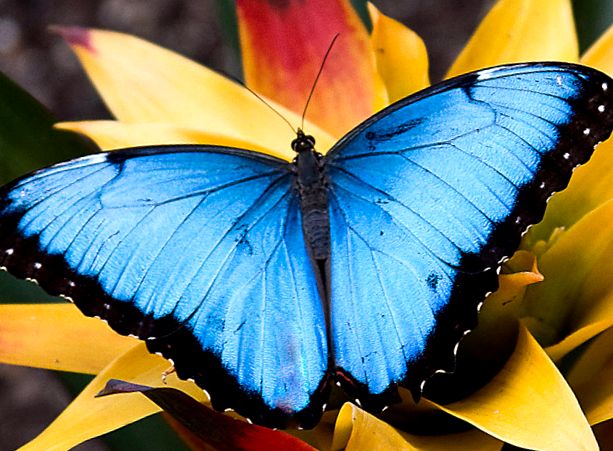 Enciclopedia Morpho Animal enciclopedie