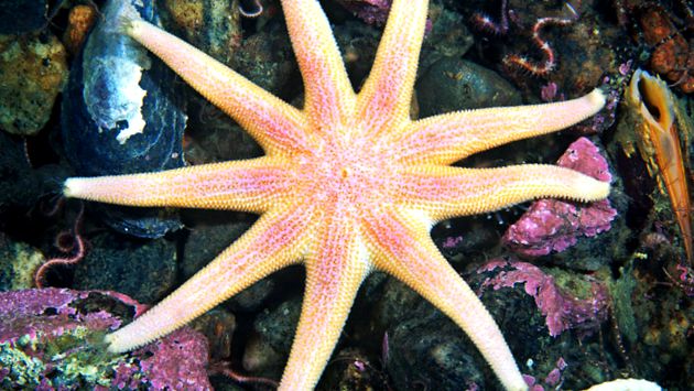 Frumusețea și înșelăciunea stelelor de mare frumuseţe