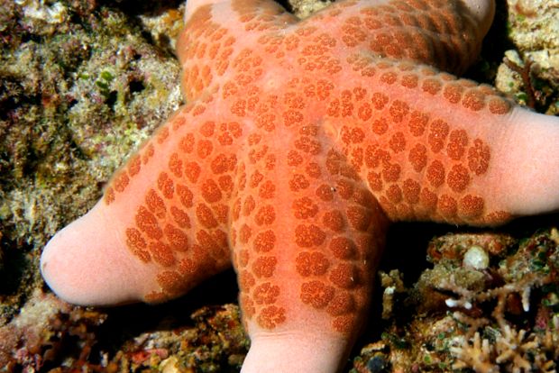Frumusețea și înșelăciunea stelelor de mare frumuseţe