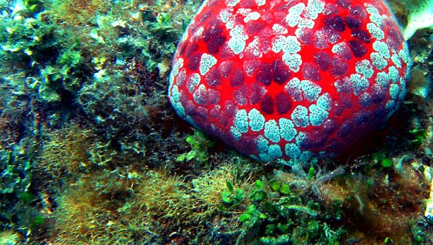 Frumusețea și înșelăciunea stelelor de mare nautic