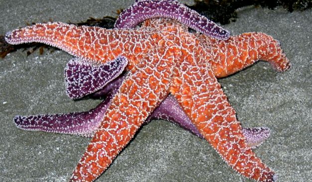 Frumusețea și înșelăciunea stelelor de mare frumuseţe