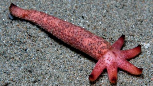 Frumusețea și înșelăciunea stelelor de mare frumuseţe