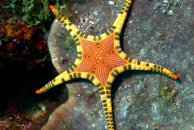 Frumusețea și înșelăciunea stelelor de mare stea de mare