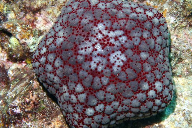 Frumusețea și înșelăciunea stelelor de mare frumuseţe