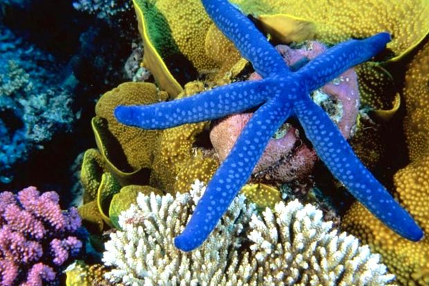 Frumusețea și înșelăciunea stelelor de mare frumuseţe