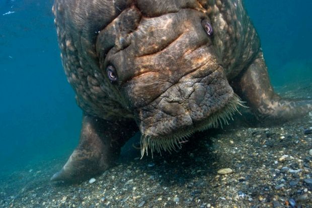 Morsa - uriașul puternic al Arcticii gigant