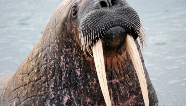 Morsa - uriașul puternic al Arcticii urs polar