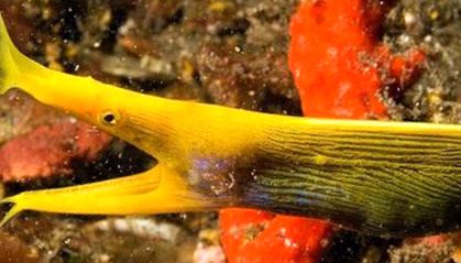 Anghilele morene - otrăvitoare, insidioase, imprevizibile moray