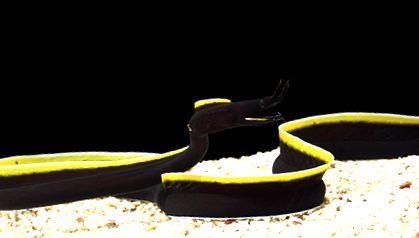Anghilele morene - otrăvitoare, insidioase, imprevizibile moray