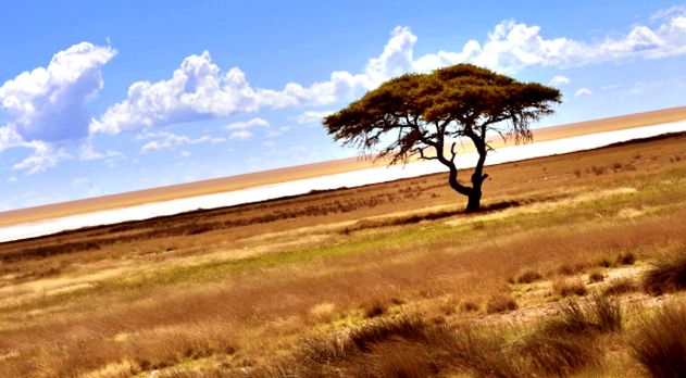 Enciclopedia animalelor din Parcul Național Etosha Naţional